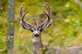 Portrait of mule deer buck with velvet antler