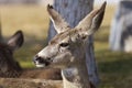 Portrait of mule deer
