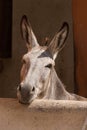 Portrait of a mule headshot of mule with long ears looking out of stall