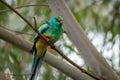 Portrait of a Mulga Parrot Royalty Free Stock Photo