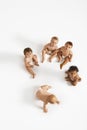 Portrait Of Multiethnic Babies