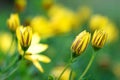 A portrait of multiple closed yellow spannish daisies. The daisy flowers have some rain or dew drops on them