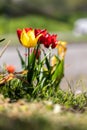 A portrait of multiple tulips standing in a grass lawn of a front yard during spring. The garden flowers have multiple colors. Royalty Free Stock Photo