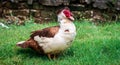 Portrait of Muscovy duck Cairina moschata. Domestic duck. Male Muscovy Duck Drake