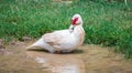 Portrait of Muscovy duck Cairina moschata. Domestic duck. Male Muscovy Duck Drake Royalty Free Stock Photo