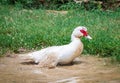 Portrait of Muscovy duck Cairina moschata. Domestic duck. Male Muscovy Duck Drake Royalty Free Stock Photo