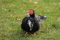 Muscovy duck, Cairina moschata, single male on grass, Royalty Free Stock Photo