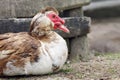 Portrait of a muscovy duck cairina moschata siting on a ground Royalty Free Stock Photo