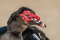 Portrait of a Muscovy Duck in a farmyard on an educational farm Royalty Free Stock Photo