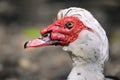 Portrait of muscovy duck Royalty Free Stock Photo