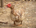 Portrait of a Muscovy duck in the village