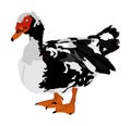 Muscovy ducks or musky duck, cairina moschata. Duck vector male isolated on white background. Royalty Free Stock Photo