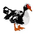 Portrait of muscovy ducks or musky duck, cairina moschata. Duck vector. Royalty Free Stock Photo