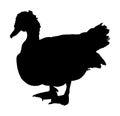 Muscovy ducks or musky duck silhouette. Duck vector male isolated on white background. Royalty Free Stock Photo