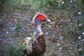 Portrait of muscovy mute duck Cairina moschata, out of focus natural background. Domesticated animals Royalty Free Stock Photo