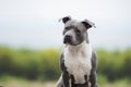 Portrait of muscular blue dog. American Staffordshire Terrier on a blurry background