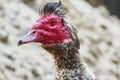 Portrait of musk duck