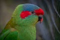 Portrait Musk Lorikeet Head Royalty Free Stock Photo