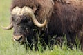 Portrait of a Musk Ox