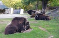 Portrait of musk ox in nature. Musk ox lying on the grass