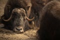 Portrait of musk ox in nature Royalty Free Stock Photo