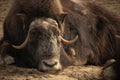 Portrait of musk ox in nature Royalty Free Stock Photo