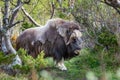 portrait of a musk ox Ovibos moschatus Royalty Free Stock Photo