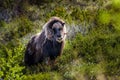 portrait of a musk ox Ovibos moschatus Royalty Free Stock Photo