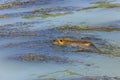 A portrait of a muskrat swimming in the Tiber river in Rome, Italy. The rodent is also called musquash. Besides being considered a