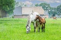 Portrait of a mustard colored mare with brown halter foal by her side on a grassy green pasture Royalty Free Stock Photo