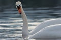 Portrait of a Mute Swan Royalty Free Stock Photo