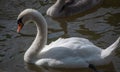 Portrait of a mute swan