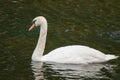 Portrait of a mute swan