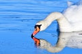 Portrait from a mute swan Royalty Free Stock Photo