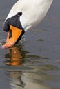 A portrait of a mute swan Cygnus olor that is drinking water. Royalty Free Stock Photo