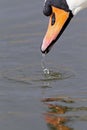 A portrait of a mute swan Cygnus olor that is drinking water. Royalty Free Stock Photo