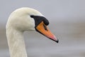 A portrait of a mute swan Cygnus olor that is drinking water. Royalty Free Stock Photo