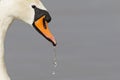 A portrait of a mute swan Cygnus olor that is drinking water. Royalty Free Stock Photo