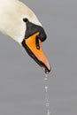 A portrait of a mute swan Cygnus olor that is drinking water. Royalty Free Stock Photo