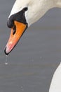 A portrait of a mute swan Cygnus olor that is drinking water. Royalty Free Stock Photo