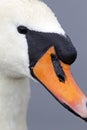 A portrait of a mute swan Cygnus olor that is drinking water. Royalty Free Stock Photo