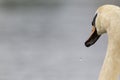 A portrait of a mute swan Cygnus olor that is drinking water. With water still dripping of its feathers and beak. Royalty Free Stock Photo