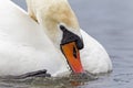 A portrait of a mute swan Cygnus olor that is drinking water. With water still dripping of its feathers and its beak in the wate Royalty Free Stock Photo