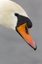 A portrait of a mute swan Cygnus olor that is drinking water. Royalty Free Stock Photo