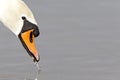 A portrait of a mute swan Cygnus olor that is drinking water. Royalty Free Stock Photo