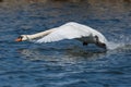 Portrait mute swan cygnus olor in flight, take off