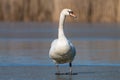 Portrait of Mute swan on blue ice of frozen pond Royalty Free Stock Photo