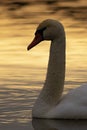 portrait of a mute swan Royalty Free Stock Photo