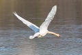 Portrait mute swan cygnus olor after take off from water surface Royalty Free Stock Photo