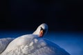 Portrait of Mute Swan on Deep Blue Background